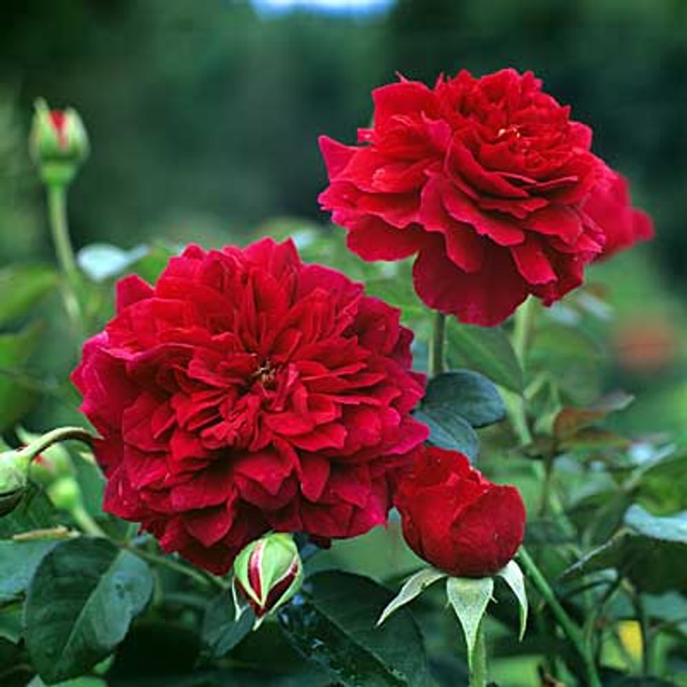 33+ Rosen Für Halbschatten, Rosen mögen im allgemeinen einen eher