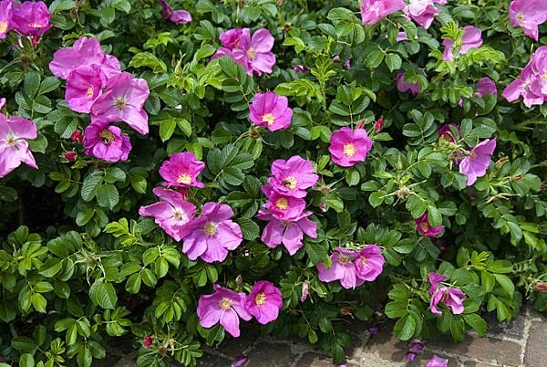 Kartoffelrose (Rosa rugosa)