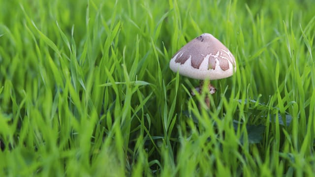 Pilze im Rasen sind lästig und schwierig zu entfernen