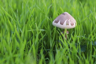 Pilze im Rasen sind lästig und schwierig zu entfernen