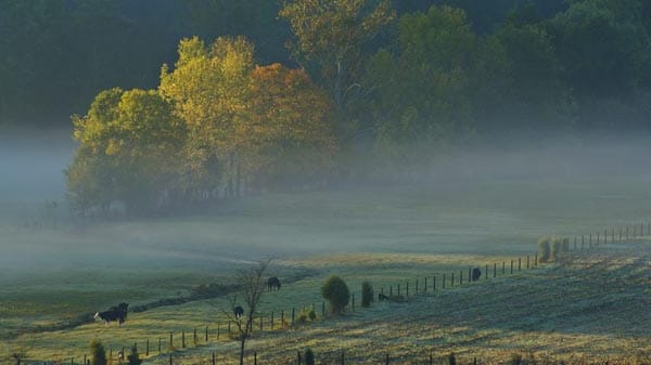 Subtropisches Klima, in dem Mais gut reift, reines Wasser und Eichen für Fässer im Überfluss - das ist Kentucky, das Kernland der US-Whiskeys.