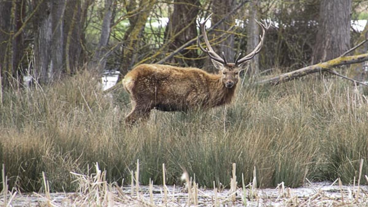 Spanien Hirsch tötet Mann Sohn und Frau verletzt