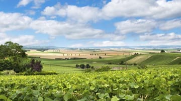 Die Champagne in der Nähe von Reims