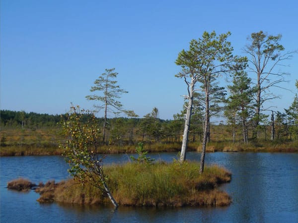 Auch sonst bietet die Region um Tallin viele Ausflugsmöglichkeiten. Zum Beispiel die Moorlandschaft von Pärnu.