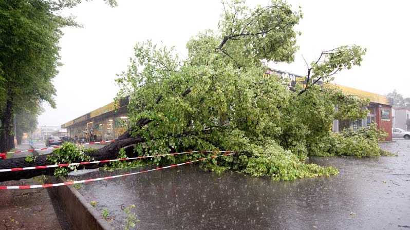 Glück im Unglück: Dieser umgestürzte Baum verfehlt knapp ein Fitnessstudio in Göttingen.