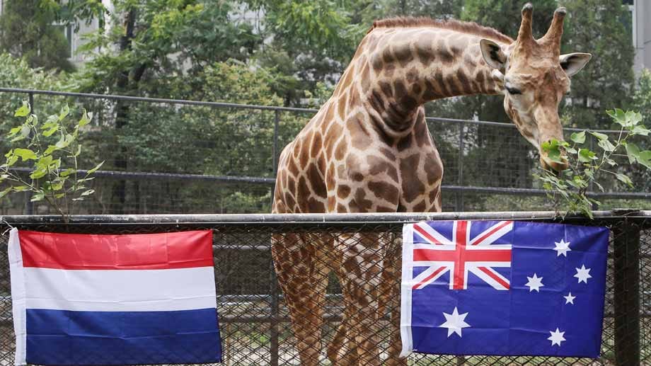 Schlechtes Omen für die Niederlande? Giraffe Da Zhuang orakelte einen Sieg für die Australier. Auch laut Statistik steht es um die Australier nicht schlecht, denn sie haben noch nie ein Spiel gegen die Niederländer verloren.