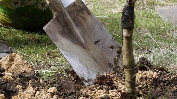 Gartenwerkzeug-Grundausstattung: Spaten