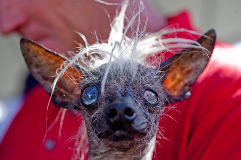 SweePee Rambo, ein zwei Jahre alter Mischling aus Chihuahua und Chinesischem Schopfhund, der den 2. Platz belegt hat.