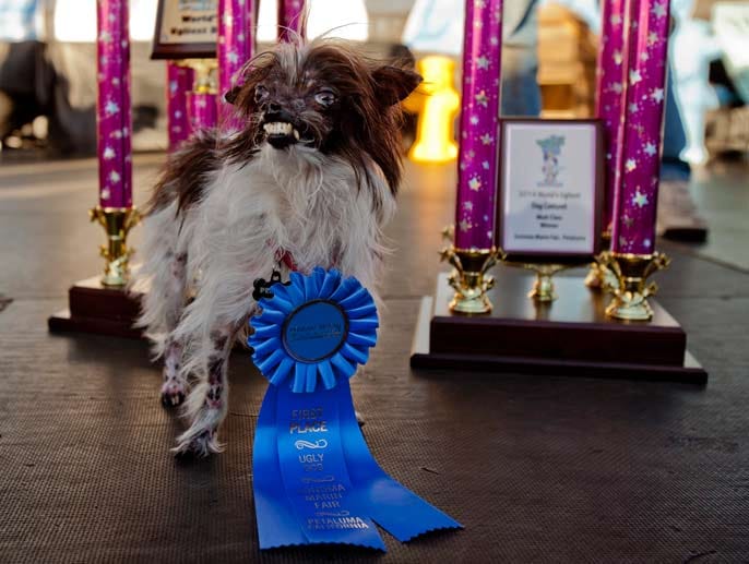 Der strahlende Sieger bei der Wahl zum "Hässlichsten Hund der Welt": Peanut aus Greenvillle im US-Bundesstaat North-Carolina.