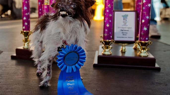 Der strahlende Sieger bei der Wahl zum "Hässlichsten Hund der Welt": Peanut aus Greenvillle im US-Bundesstaat North-Carolina.