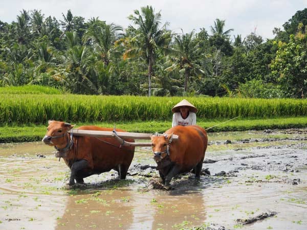 Im Dorf Tunjuk arbeiten die Bauern, so wie es seit Jahrhunderten auf Bali Tradition ist, in Gemeinschaft, Subak genannt, zusammen. In diesem touristisch noch wenig erschlossenem Gebiet gründete der Hotelier Ketut Buana die Taman Sari Buwana Farm.