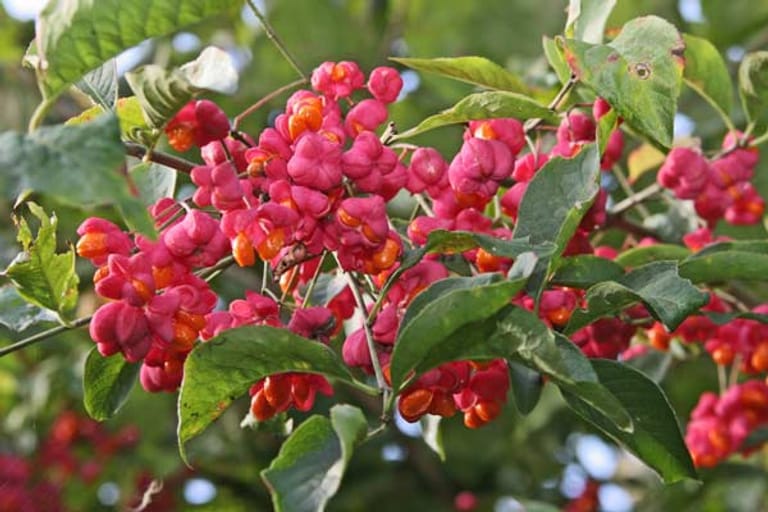 Die roten Beeren des Pfaffenhütchens laden zum Pflücken ein, sind aber stark giftig – wie alle Pflanzenteile des hübschen Strauchs. Selbst sein Holzstaub kann Übelkeit und Schwindelgefühl hervorrufen.
