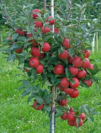 junger Apfelbaum