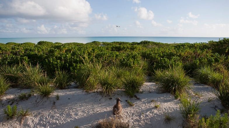 Gerade einmal 30 Menschen leben heute auf der Insel. Und jede Menge Vögel.