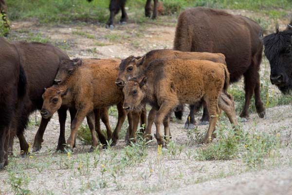 Die Zahl der Waldbisons war in Kanada von geschätzten 170.000 auf wenige Dutzend zurückgegangen. Später wilderte man zusätzlich Präriebüffel aus, die daraufhin sofort weit nach Süden wanderten. In jedem anderen Land hätte man sie wohl zurückgetrieben - in Kanada erweiterte man einfach die Parkgrenzen.