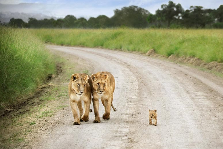 Zwei Löwinnen und ein Löwe in spe trotten durch die Wildnis Kenias. Das Bild stammt von dem Australier Davis Lazar.