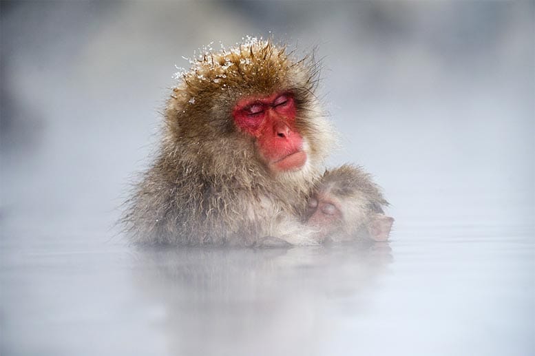 Der Niederländer Jasper Doest musste für diese Aufnahme weit reisen. Sie zeigt einen Japanmakaken, der sich an ein Affenbaby klammert. Das Foto entstand im Shimotakai District in Japan.
