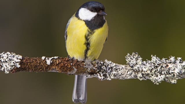 Kohlmeisen erkennen Sie an dem schwarzen Streifen am Bauch