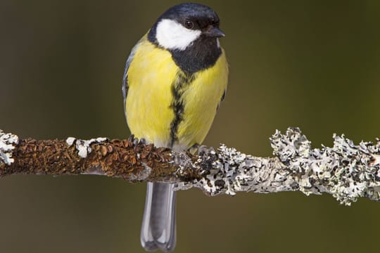 Kohlmeisen erkennen Sie an dem schwarzen Streifen am Bauch