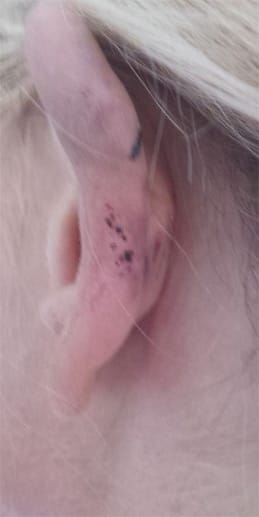 Jenny Elvers hat sich im Sommerurlaub 2014 böse am Ohr verletzt. Dieses Bild postete sich bei Facebook und schrieb dazu: "Ich habe mir beim Baden in der Brandung das Ohr aufgeschlagen."