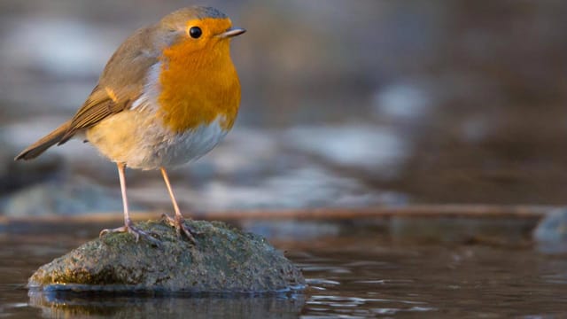 Rotkehlchen baden mindestens einmal am Tag