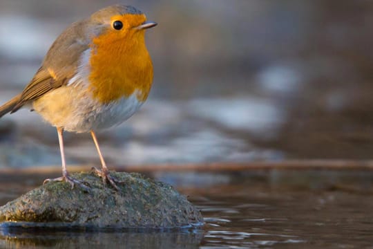 Rotkehlchen baden mindestens einmal am Tag