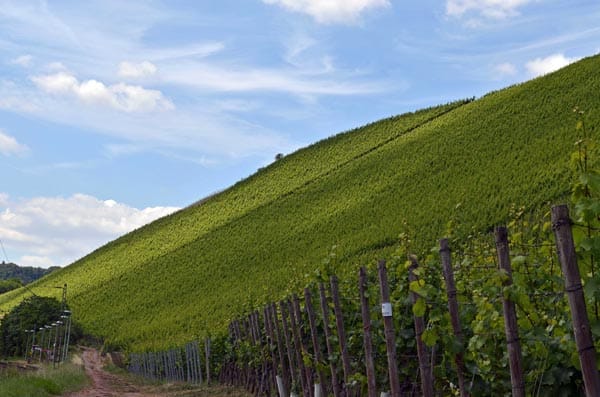 Blick in den Kanzemer Altenberg, eine der besten Weinlagen der Saar und Deutschlands.