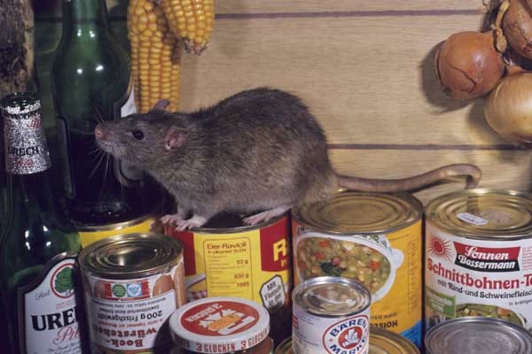 Ratten im Haus: Vorratsschädlinge