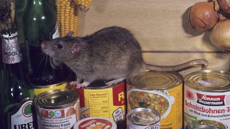 Ratten im Haus: Vorratsschädlinge