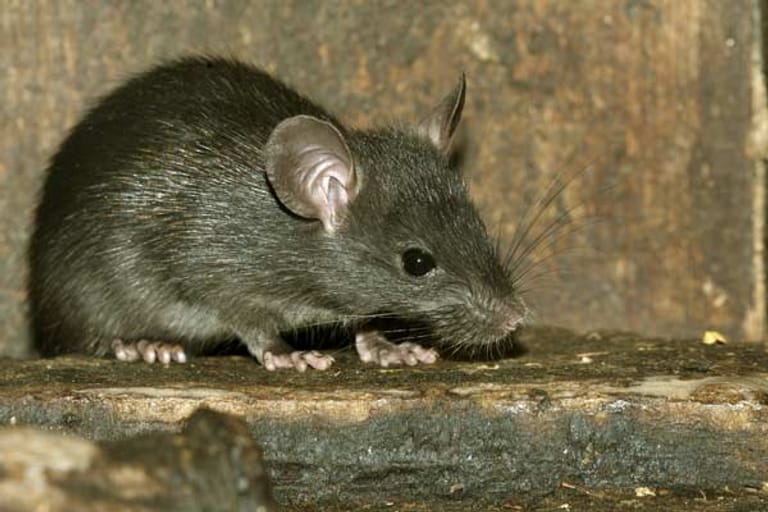 Ratten im Haus: Krankheitsüberträger