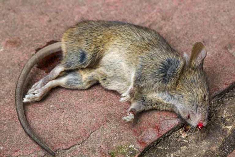 Ratten im Haus: tote Ratte