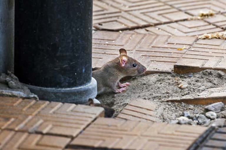 Ratten im Haus: Einschlupf