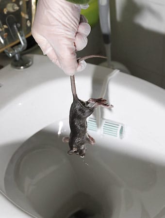 Ratten im Haus: Toilette