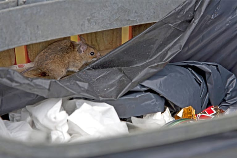 Ratten im Haus: Müll