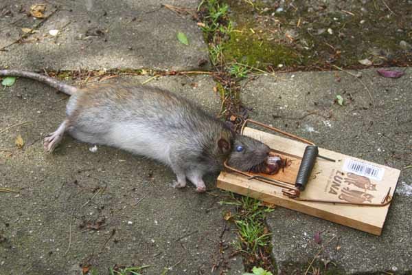 Ratten im Haus: Schlagfallen