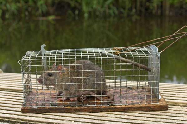 Ratten im Haus: Lebendfalle