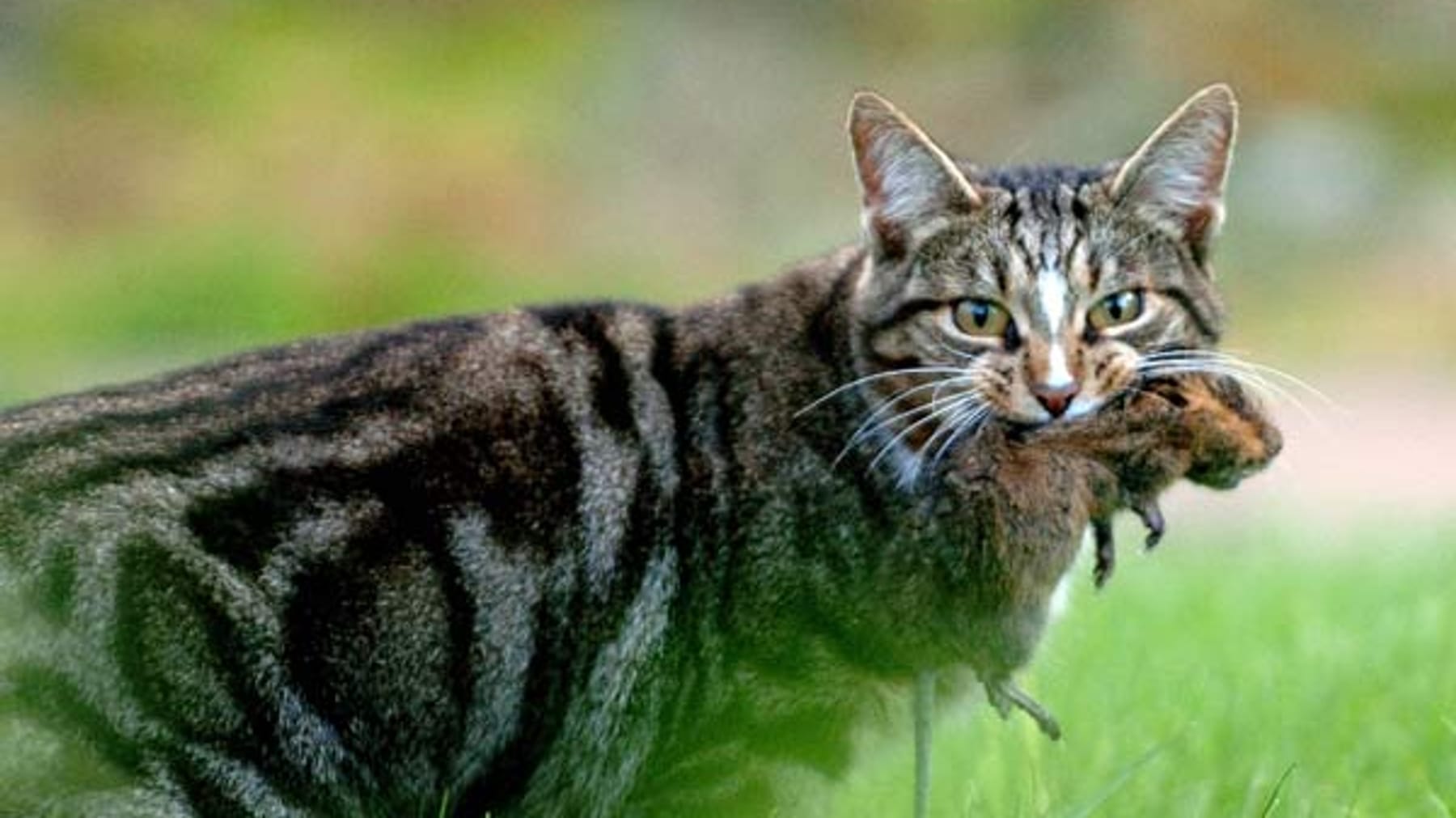 Katzen vertreiben mit Essig: So befreien Sie Ihren Garten