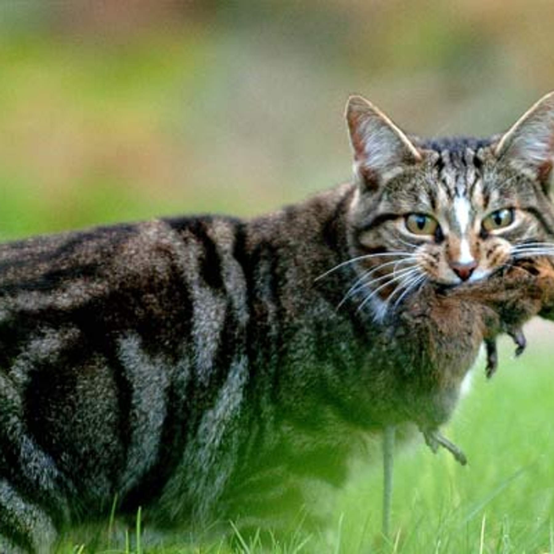 Katzen vertreiben mit Essig: So befreien Sie Ihren Garten
