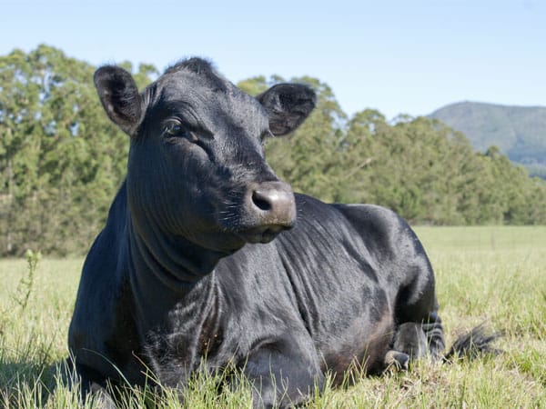 Das ist ein Wagyu-Rind. Die Nachfrage nach dem Fleisch der reinrassigen Schwarzrinder, aber auch der Kreuzungen steigt rasant. Im Wagyu-Verband Deutschland sind inzwischen rund drei Dutzend Züchter organisiert, von hier erhalten Sie auch direkt das Fleisch.