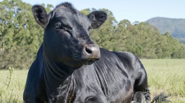 Das ist ein Wagyu-Rind. Die Nachfrage nach dem Fleisch der reinrassigen Schwarzrinder, aber auch der Kreuzungen steigt rasant. Im Wagyu-Verband Deutschland sind inzwischen rund drei Dutzend Züchter organisiert, von hier erhalten Sie auch direkt das Fleisch.