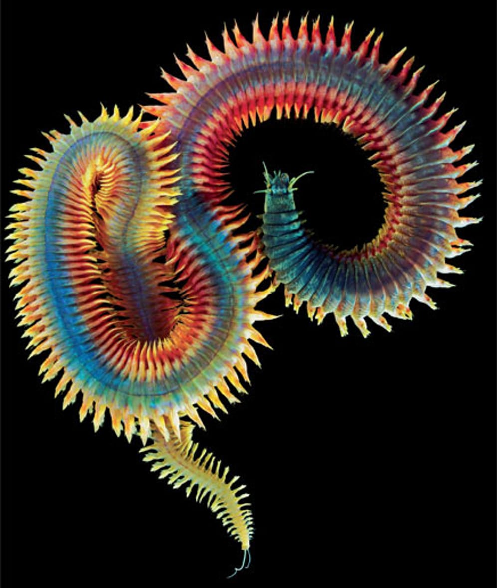 Igelwürmer: Die Segmentierung, ein charakteristisches Merkmal der Ringelwürmer, ist hier gut zu sehen. Die größte Spezies kann bis zu 1,5 m lang werden.