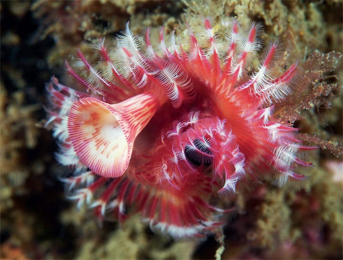 Dieser Kaltröhrenwurm streckt seine farbenprächtigen Tentakel aus, um Nahrung aus dem Wasser zu filtern. Auch er ist überwiegend im Meer zuhause.