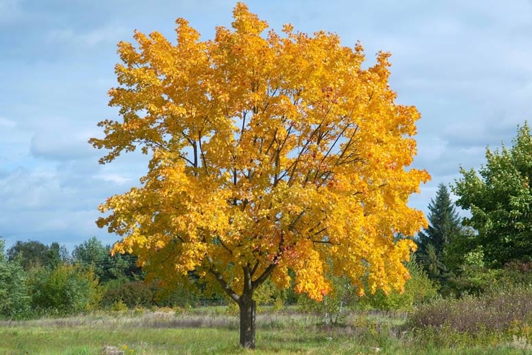 Spitzahorn im Herbst Spitzahorn im Herbst
