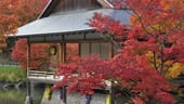 Japanischer Ahorn im Zen-Garten