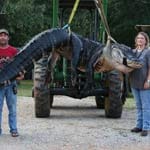 Jagdsaison in Alabama: Dieser 450 Kilo schwere Alligator konnte nur mithilfe eines Baggers geborgen werden.