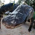 Viereinhalb Meter misst das Tier - damit ist es das längste, legal getötete Reptil im US-Bundesstaat Alabama.