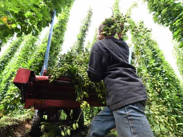 Gerade hat die Ernte begonnen: Hopfenbauer-Sohn Johannes Madlener wirft in Tettnang (Baden-Württemberg) in einem Hopfengarten einige Ranken auf einen Anhänger.