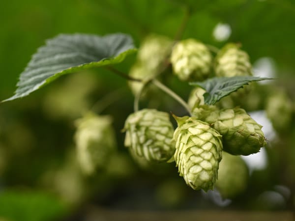 Und das ist der zweite wichtige Rohstoff: Eine Hopfenranke hängt Ende August in Tettnang in einem Hopfengarten.