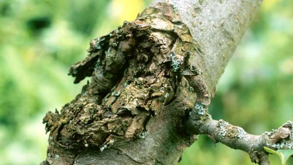 Obstbaumkrebs: Übertragung