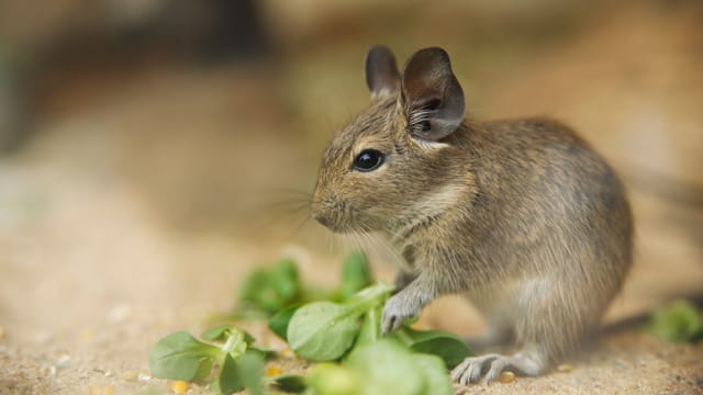 Experten raten, Degus in der Gruppe zu halten.